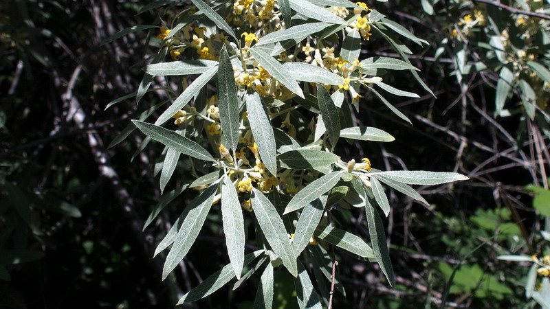 Ai margini 4 - Elaeagnus angustifolia  (Rosales - Elaeagnaceae)